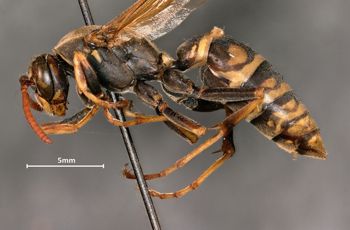 Media type: image;   Entomology 33153 Aspect: habitus lateral view